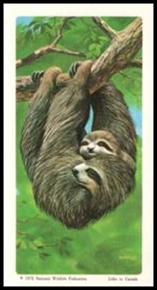 72BBATY 10 Three Toed Sloth.jpg